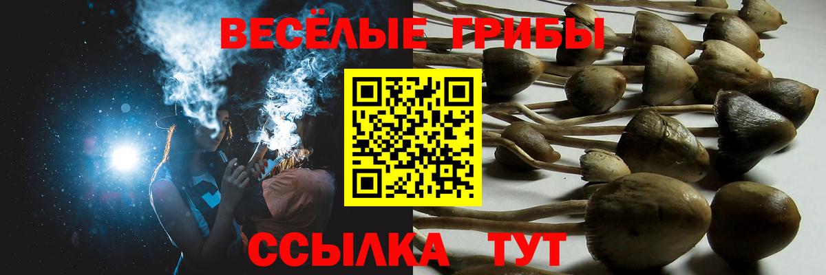 Галлюциногенные грибы Psilocybe Евпатория